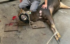 PETＡ揭台灣鹿茸產業黑幕 水鹿遭強行割茸取血終生囚禁