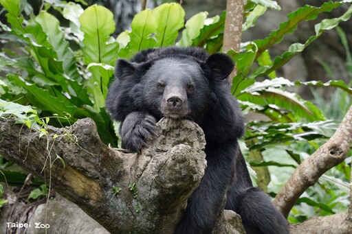 動物園暑期營隊5/31開放報名 490名額搶先探索野生動物世界