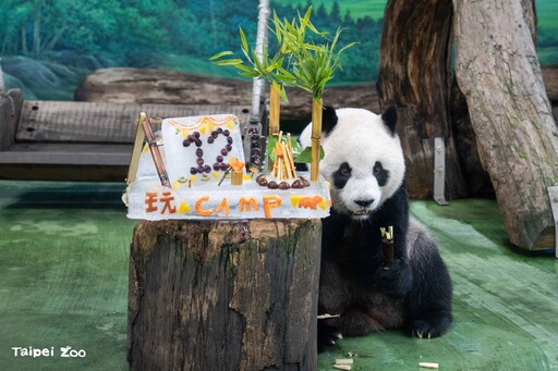 大貓熊「圓仔」12歲生日快樂 動物園獻「冰蛋糕」慶祝