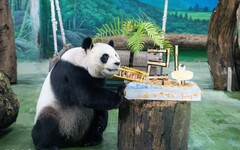 圓圓21歲生日快樂！ 保育員獻上「海灘風冰蛋糕」萌翻全場