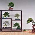 雙十佳節限定 士林官邸展出百年漢風盆景