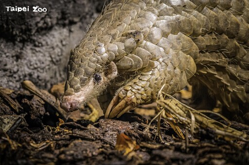 穿山甲「潤喉糖」離世 布拉格與臺北動物園同表不捨