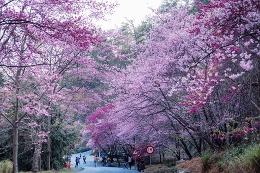 在地有腳免費接駁遊客到偏遠旅宿 參山處今年再增6條接駁路線