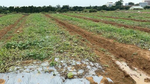 豪雨影響致田間瓜果腐爛 農糧署勘查災損情況