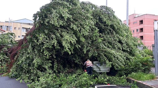 西區審計新村百年老榕樹傾倒 一分警及時疏導交通