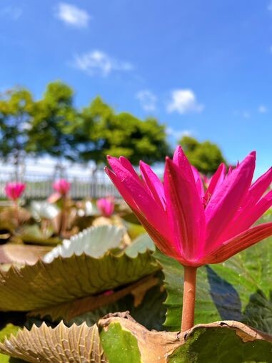 觀音蓮花園遊客中心舉辦荷田小廚房 讓小朋友們體驗一日小小廚師