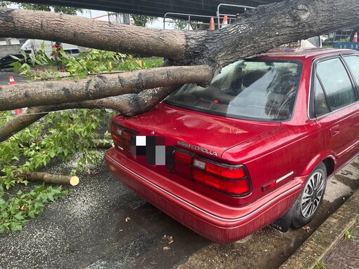 路樹倒塌砸兩車、烏日警冒雨疏導交通並協助排除險情