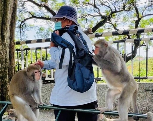 如何跟獼猴和平相處？壽山動物園教你這樣做