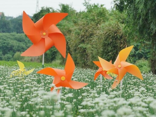 桃園大溪韭菜花季 賞感九月雪浪漫遊花海