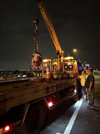 警化身黑悟空 74快速道路上逮落跑豬隻，快速恢復道路順暢