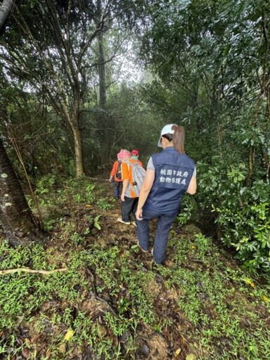 桃動保處辦理清除獸鋏及山豬吊作業 強化動物保護行動