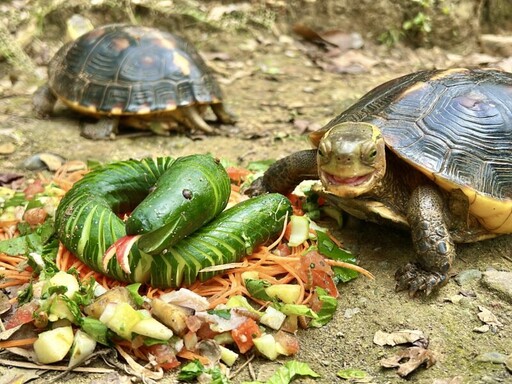 動物園推兒童新春免費入園 蛇來壽山賀新春活動開跑