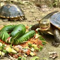 動物園推兒童新春免費入園 蛇來壽山賀新春活動開跑