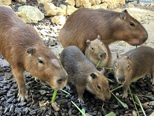 壽山動物園草食動物家族添新成員 「新動物園運動」致力提升動物福祉