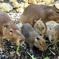 壽山動物園草食動物家族添新成員 「新動物園運動」致力提升動物福祉