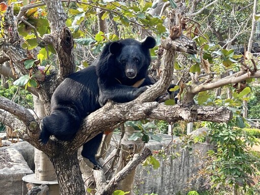 壽山動物園打造溫馨慶生會 台灣黑熊兄弟波比、黑皮迎接3月慶生