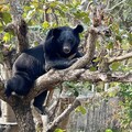 壽山動物園打造溫馨慶生會 台灣黑熊兄弟波比、黑皮迎接3月慶生