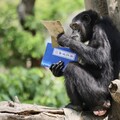 響應世界閱讀日 壽山動物園黑猩猩享用環保「可食書」