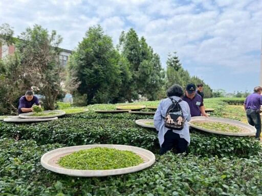 桃園東方美人茶製茶技術競賽 龍潭農友謝享世勇奪冠軍寶座