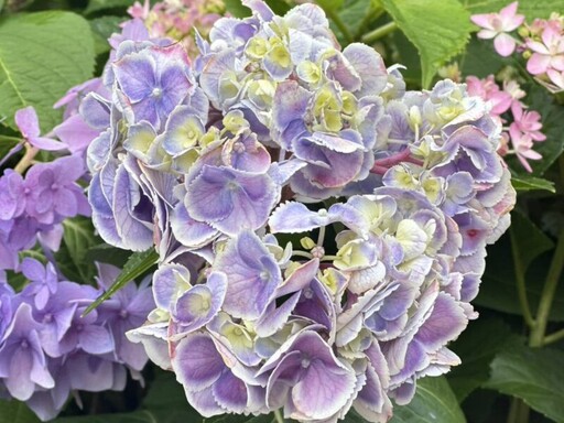 「花現台七-繡球金針農遊趣」輕旅行 5/10日登場線上報名