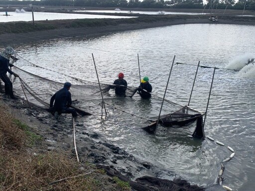 海洋局籲請儘速申報放養量以確保權益