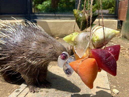 壽山動物園特製創意端午餐 動物吃播應景粽萌樣大公開
