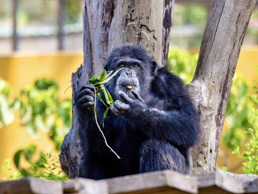 壽山動物園特製創意端午餐 動物吃播應景粽萌樣大公開