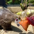 壽山動物園特製創意端午餐 動物吃播應景粽萌樣大公開