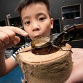 暑假狂歡！12歲以下兒童免費入園，美洲野牛、孟加拉虎七月與您見面