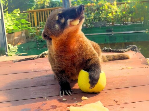 秒變吃貨直播主！ 壽山動物園「柚」讓動物萌翻中秋