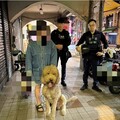 巨型貴賓犬「百威」二度走失 警方深夜出動助其平安返家