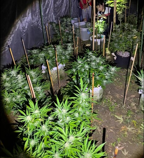 執行擴檢眼尖警一眼辨出大麻花 當場逮捕嫌犯並追查出嘉義縣市大麻種植場