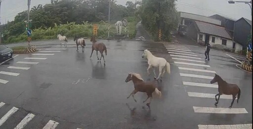 馬場疏失馬兒逃竄 壯圍馬路逛大街