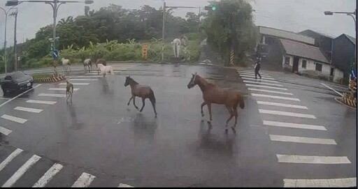 馬場疏失馬兒逃竄 壯圍馬路逛大街