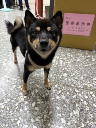 體驗3小時警犬生活 迷途黑柴重回主人懷抱