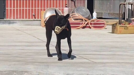 嘉縣義竹鄉廟會1男童被狗咬傷傷勢嚴重 狗主人將被送辦