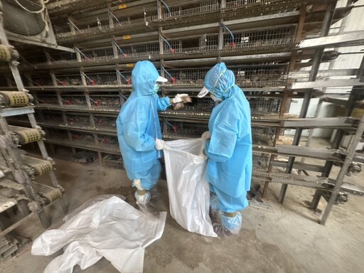 彰化鵪鶉場出事了！H5N1確診撲殺近7萬隻