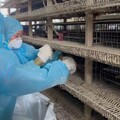 人道處決 鹿港鵪鶉場再爆H5N1 高病原性禽流感