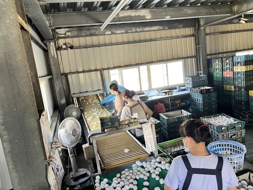 雞蛋又出事!文雅畜牧場農藥超標遭檢方偵辦