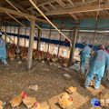 雲林莿桐土雞場確診禽流感 撲殺逾2.3萬雞隻