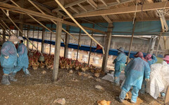 雲林莿桐土雞場確診禽流感 撲殺逾2.3萬雞隻