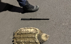 40公斤兇猛鱷龜深夜逛大街 警帶大水桶、木棍速救援