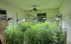 西瓜農轉行種大麻 單次收成不法獲利上億元