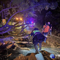 颱風逼近桃園 虎頭山環保公園路樹倒塌 警方迅速處理恢復通行