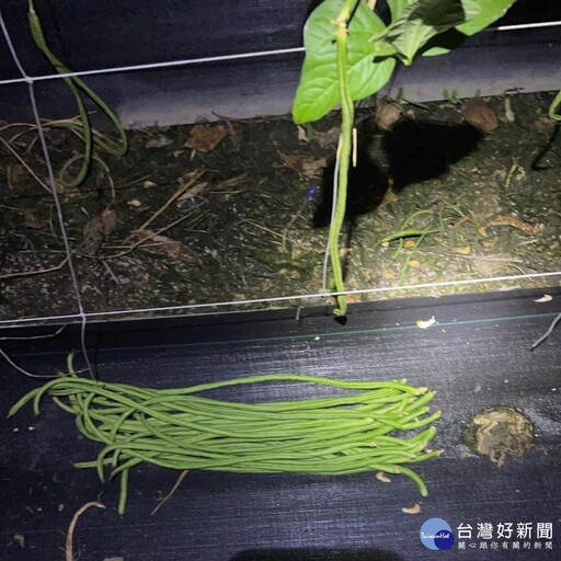 溪州鄉農作你種我採連日遭竊 北斗警循線逮偷菜嫌