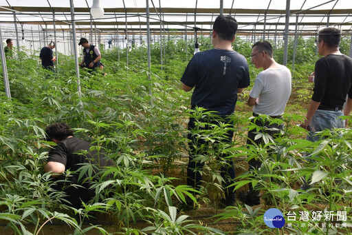 雲林檢警憲破獲史上最大戶外溫室大麻園 5嫌均羈押禁見