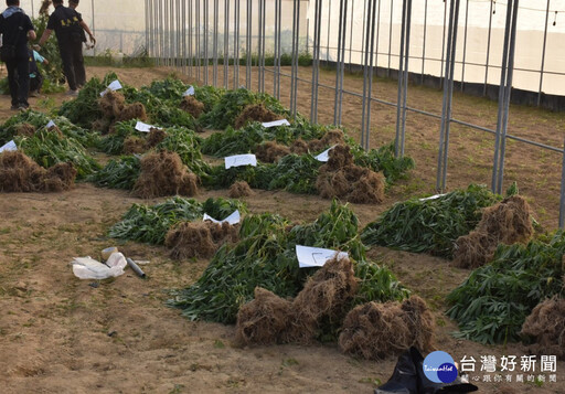 雲林檢警憲破獲史上最大戶外溫室大麻園 5嫌均羈押禁見