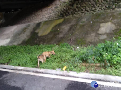 三鶯橋下棄養2幼犬 新北動保處追查開罰6萬元