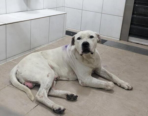 2起疑似比特犬攻擊 1傷人浪犬捕回確認非比特犬