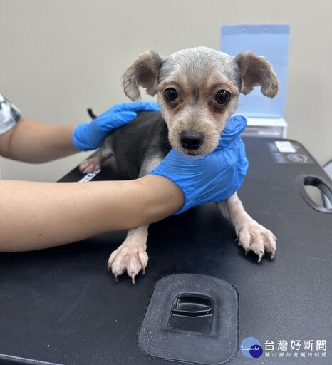 大溪查獲非法繁殖犬場 杜絕非法繁殖犬貓尊重動物生命